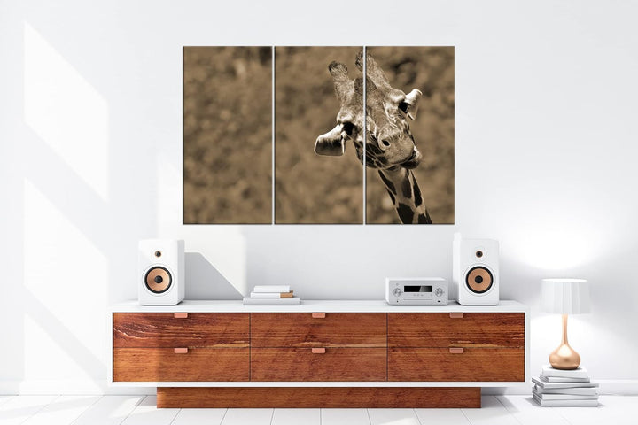 deyoli lustige Giraffe Format: 120x80 cm (3Teilig) Effekt: Sepia als Leinwandbild, Motiv fertig gera