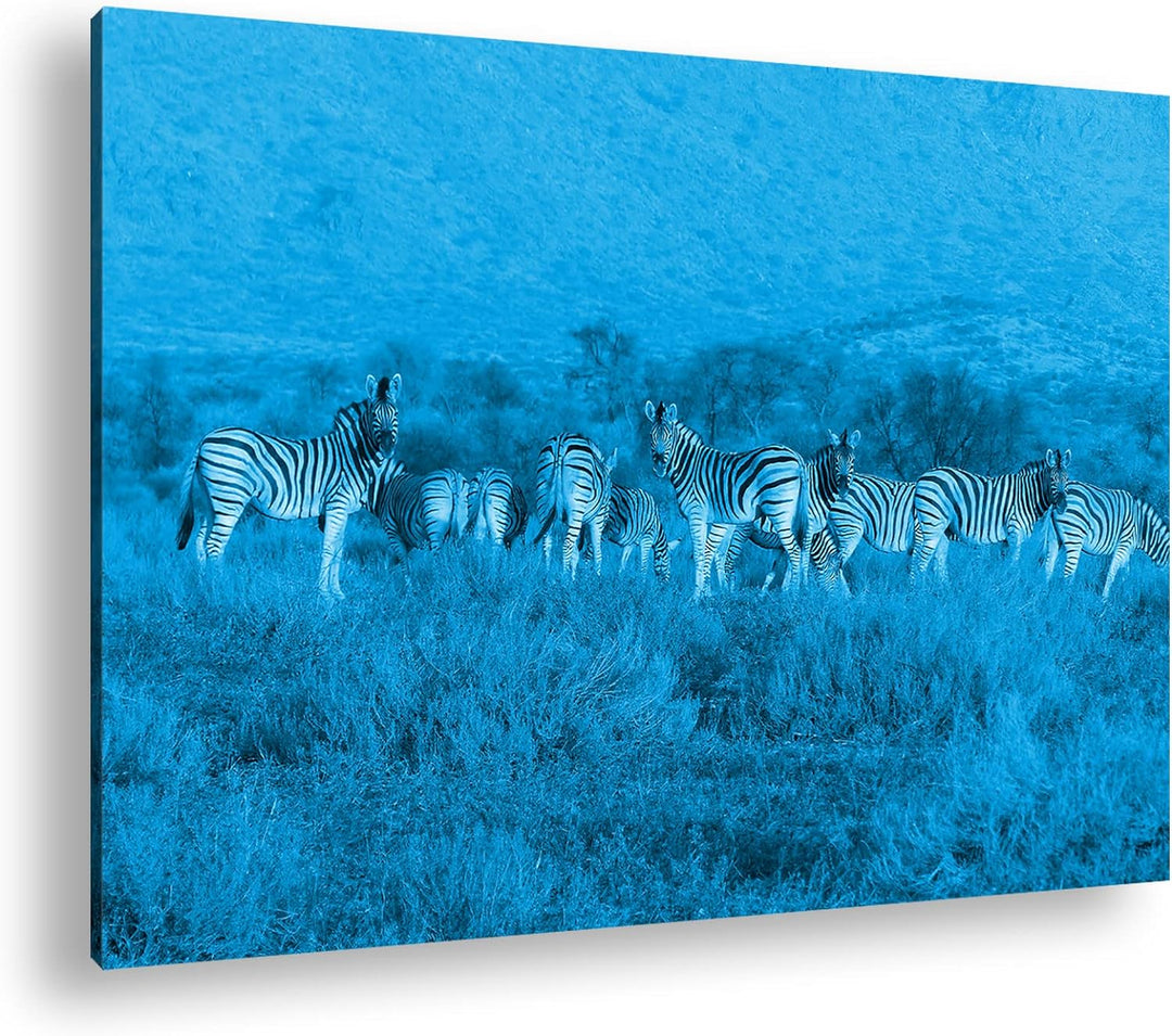 deyoli kleine Zebra Gruppe in der Savanne Format 80x60 Effekt: Monocrome Blau als Leinwandbild, Moti