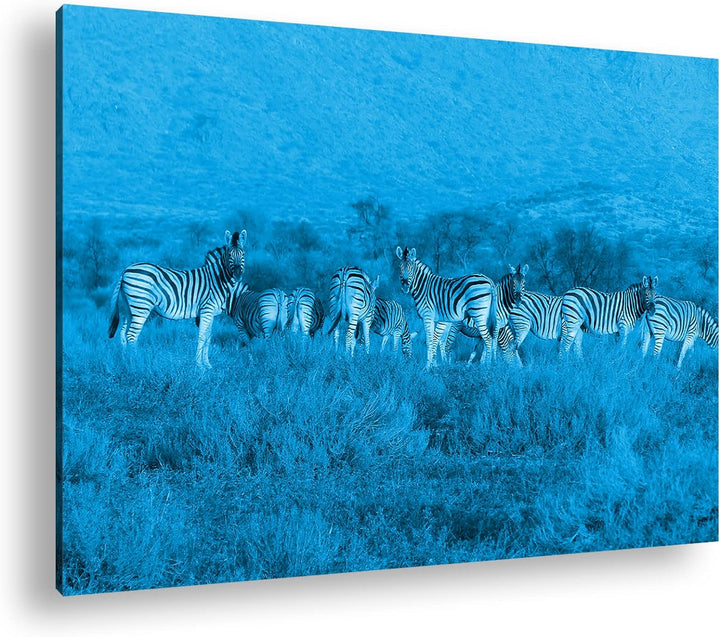 deyoli kleine Zebra Gruppe in der Savanne Format 80x60 Effekt: Monocrome Blau als Leinwandbild, Moti