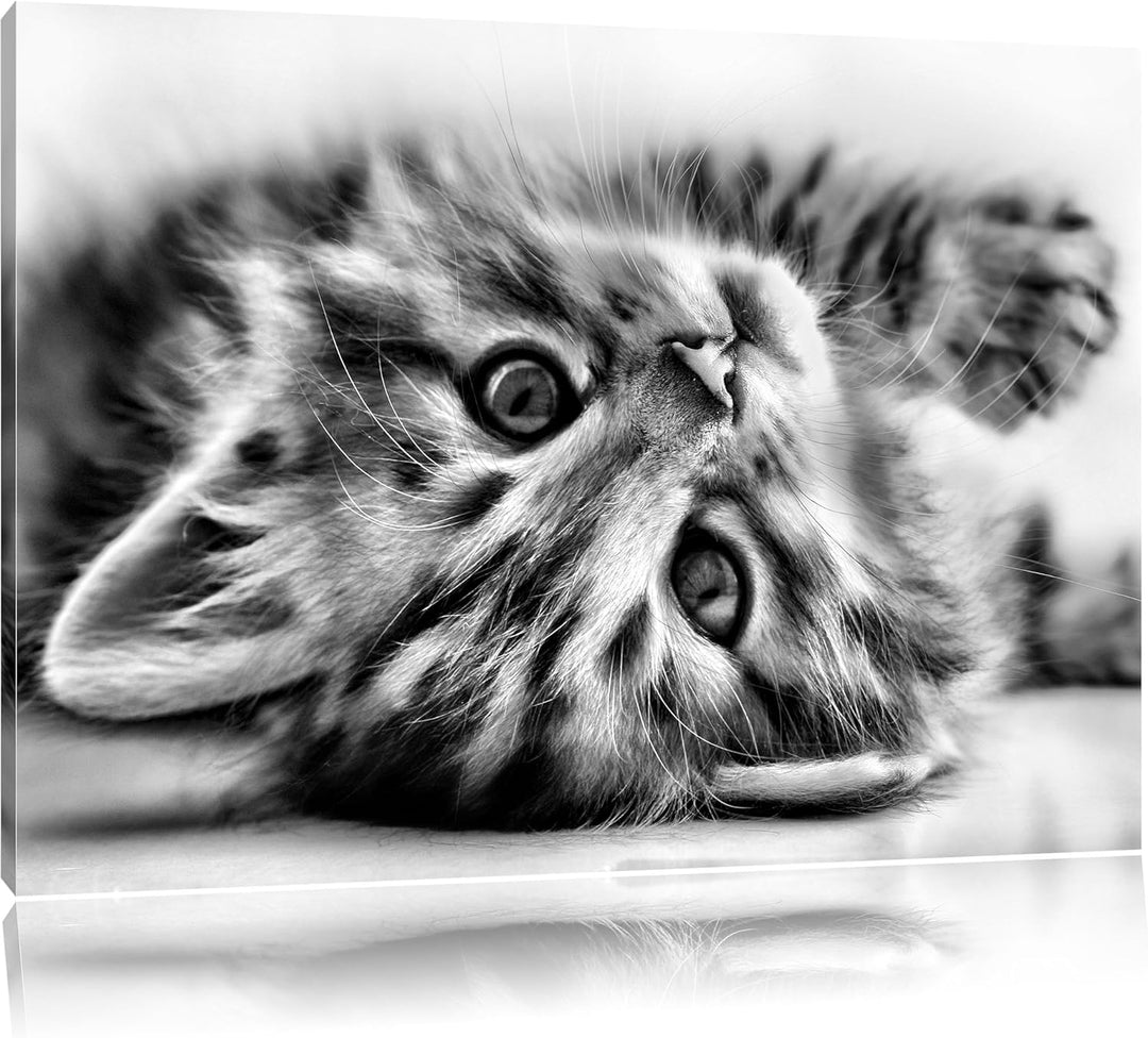 Pixxprint Süsses Katzenbaby / 100x70cm Leinwandbild bespannt auf Holzrahmen/Wandbild Kunstdruck Deko