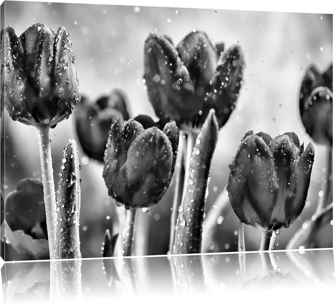 Pixxprint Rote Tulpen mit Tropfen bedeckt / 100x70cm Leinwandbild bespannt auf Holzrahmen/Wandbild K