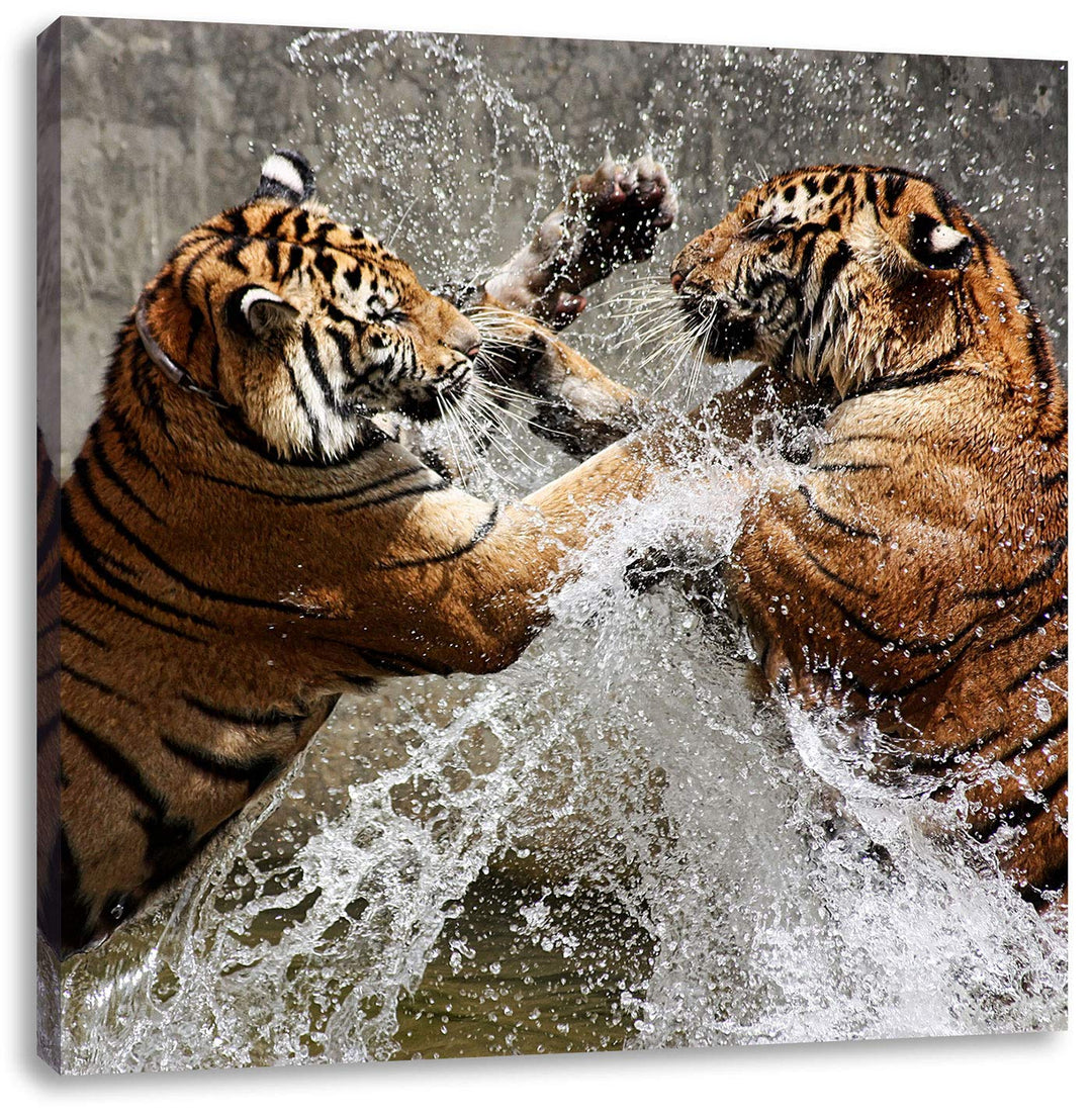 Kämpfende Tiger im Wasser, Format: 70x70 auf Leinwand, XXL riesige Bilder fertig gerahmt mit Keilrah