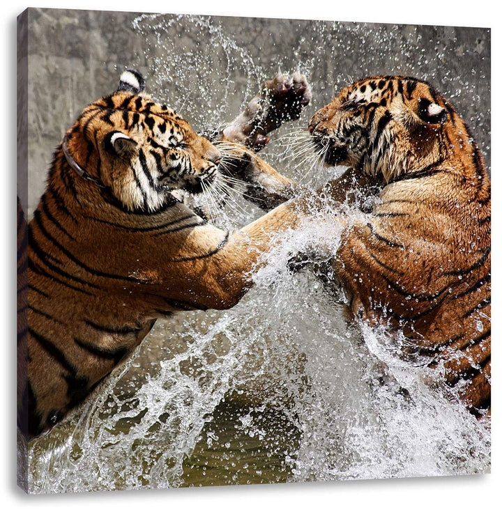 Kämpfende Tiger im Wasser, Format: 70x70 auf Leinwand, XXL riesige Bilder fertig gerahmt mit Keilrah