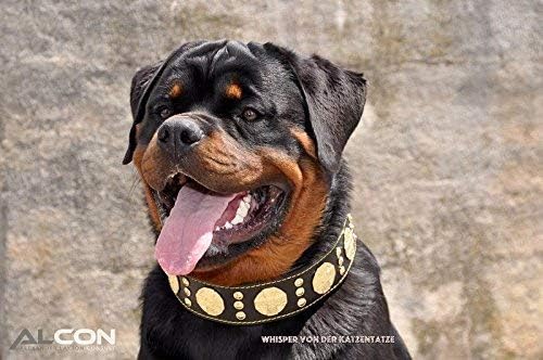 Bestia "Maximus'' Echtleder Hundehalsband für grosse Hunde. 100% Leder. Weich Gepolstert XL- 57.5 bi