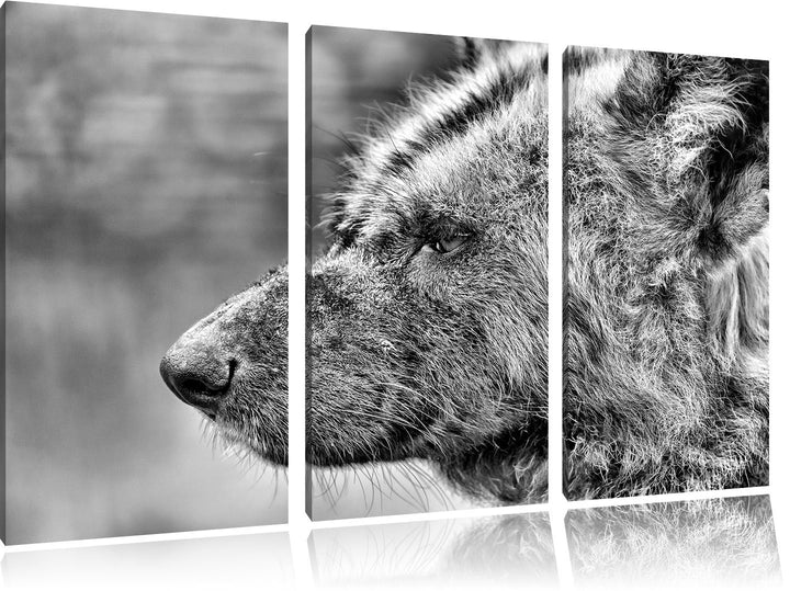 Pixxprint Hyäne im Seitenprofil als Leinwandbild/Grösse: 3 Teilig (120x80) cm/Wandbild/Kunstdruck/fe