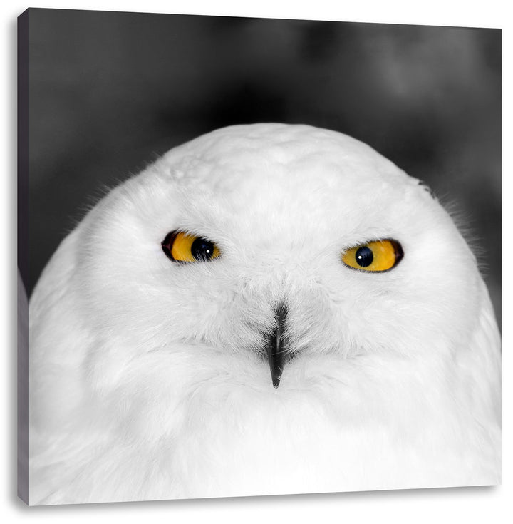 Prächtige schneeweisse Eule Schwarz/Weiss, Format: 70x70 auf Leinwand, 70x70