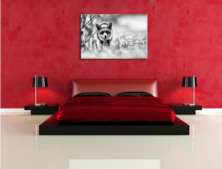 Pixxprint Schleichender Fuchs / 100x70cm Leinwandbild bespannt auf Holzrahmen/Wandbild Kunstdruck De