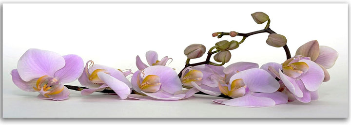 Feeby. Leinwandbild, Bilder, Wand Bild, Wandbilder, Kunstdruck 150x60 cm, ORCHIDEE, NATUR, VIOLETT