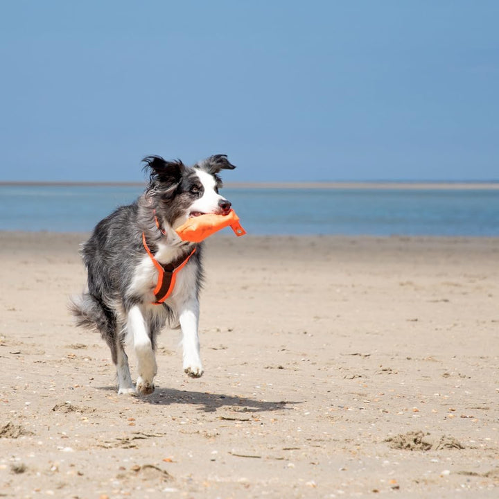 Anny-X Brustgeschirr Protect Leuchtorange-Braun | Sicherheits-Hundegeschirr Grösse XL-Kurz (Brustumf