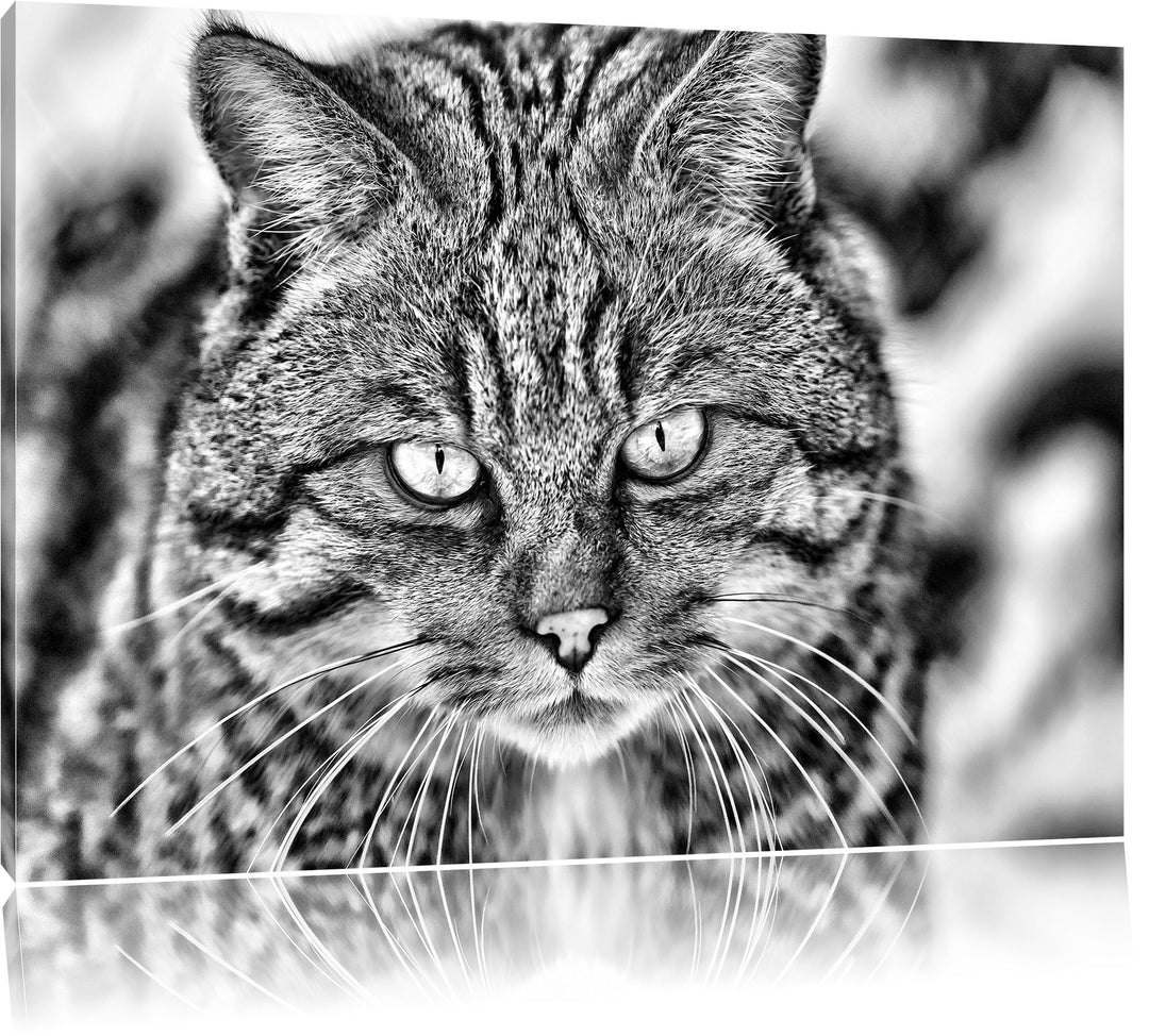 Monocrome, lauernde Manul, Format: 100x70 auf Leinwand, XXL riesige Bilder fertig gerahmt mit Keilra