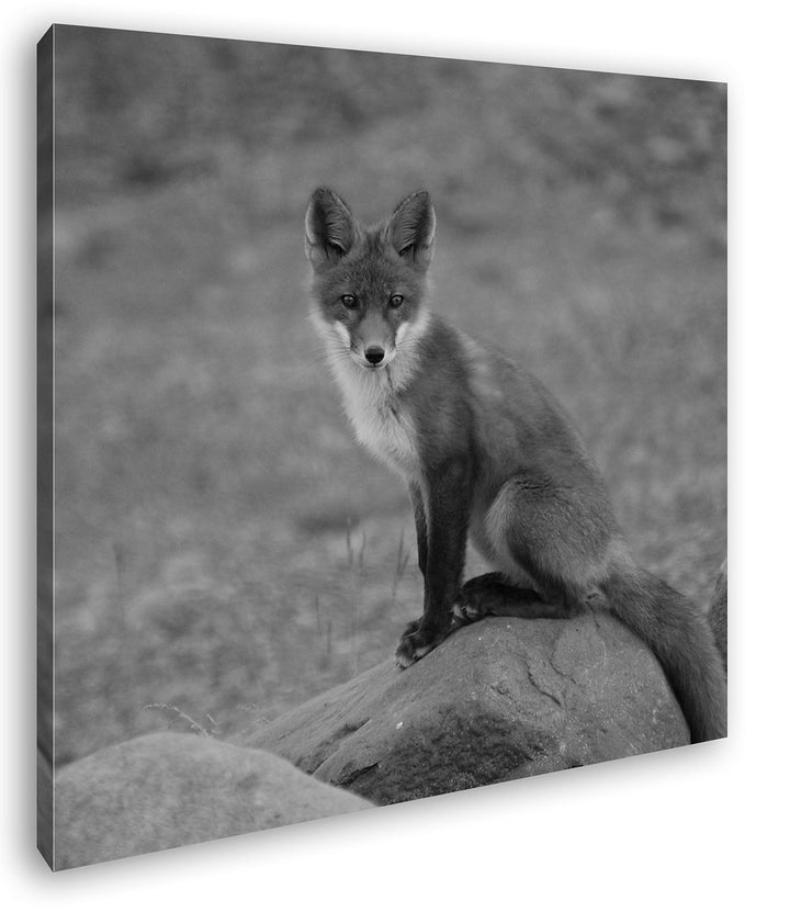 deyoli abwartender Fuchs Format: 70x70 Effekt: Schwarz&Weiss als Leinwandbild, Motiv auf Echtholzrah