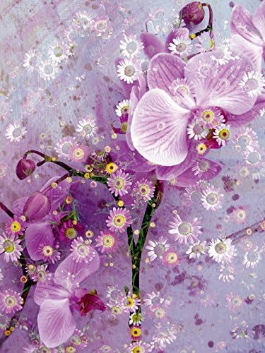 CALVENDO Puzzle Verspielte Romantische Rosa Orchidee 1000 Teile Lege-Grösse 48 x 64 cm Foto-Puzzle B