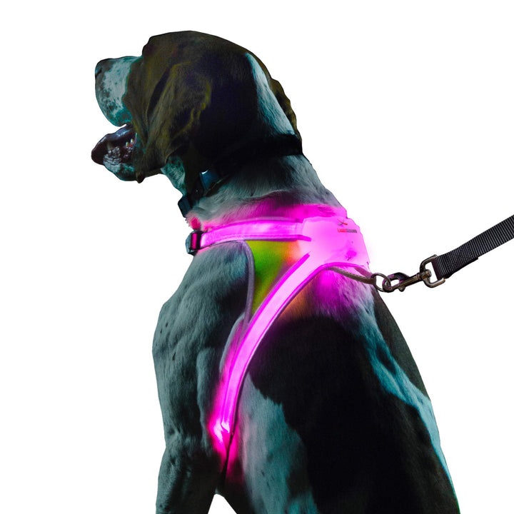 noxgear LightHound – Revolutionäres beleuchtetes und reflektierendes Geschirr für Hunde, inklusive m