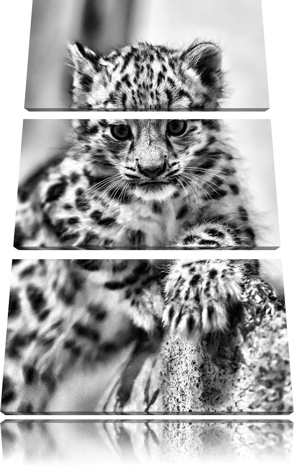 Pixxprint Monocrome, Leopardenjunges beim Klettern 3-Teiler Leinwandbild 120x80 Bild auf Leinwand