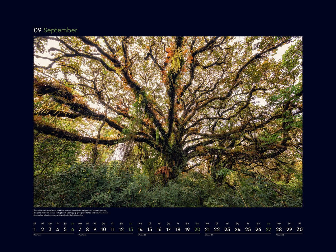 Magische Wälder der Erde - KUNTH Wandkalender 2026: Hochwertiger, bildstarker Kalender mit Spiralbin