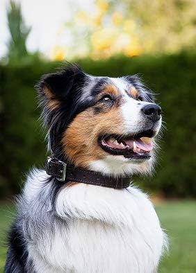 MICHUR Oleo Hundehalsband Leder, Lederhalsband Hund, Halsband, Braun, Leder, in verschiedenen Grösse