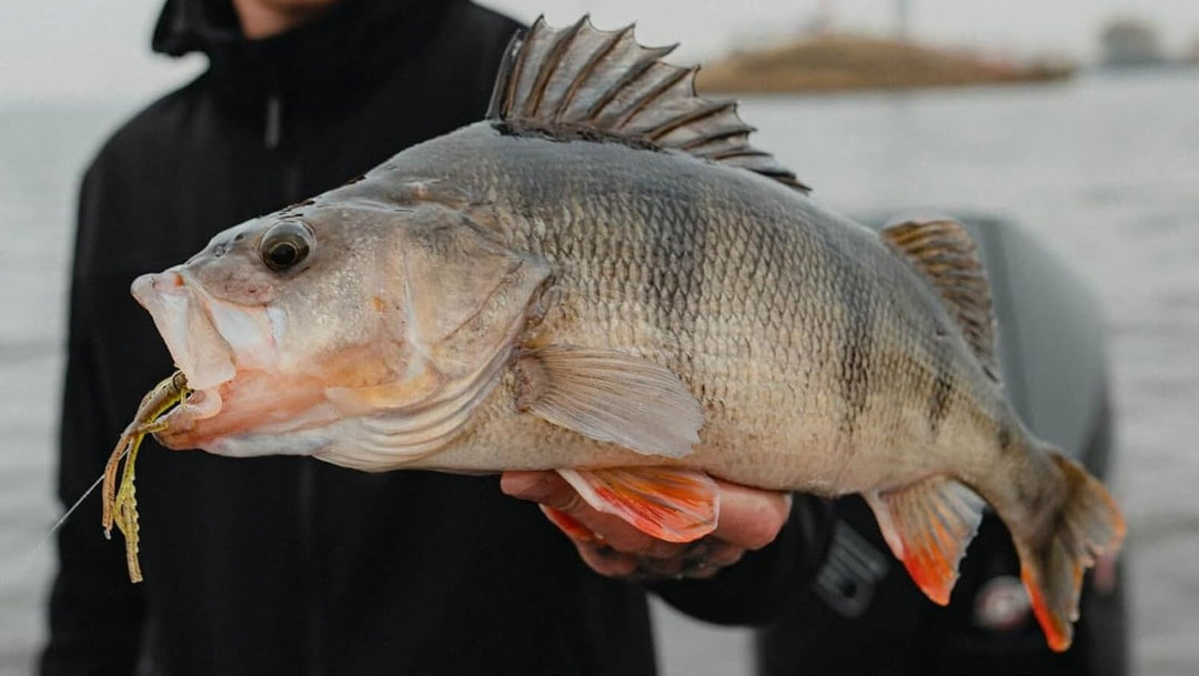 Barsch Angelset Perch Go Kit, komplettes Set mit Rute, Rolle, geflochtener Schnur, Carolina Rig, opt