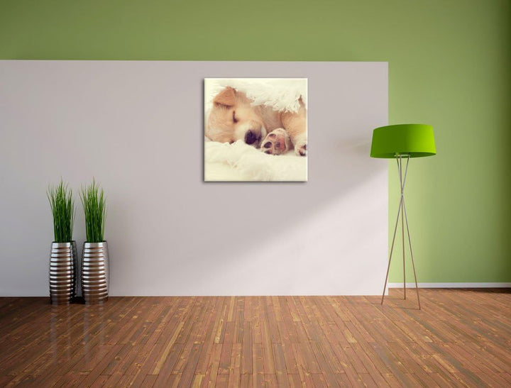 kleiner schlafender Welpe, Format: 70x70 auf Leinwand, XXL riesige Bilder fertig gerahmt mit Keilrah
