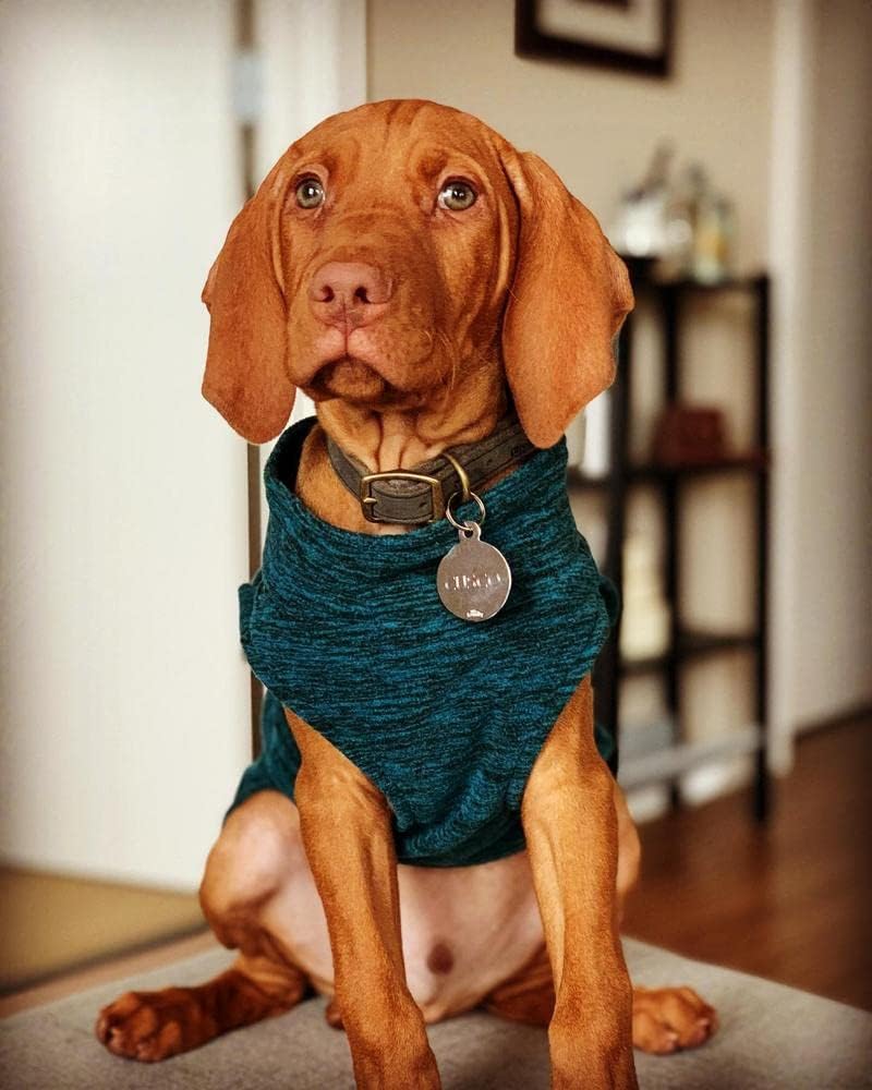 Gooby Zip Up Fleece-Weste für kleine Hunde, XXL Fuchsia Wash XXL, Fuchsia Wash XXL