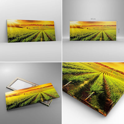 Wandbilder Dekoration Wohnzimmer Land Weingut Pflanzung Panorama Bilder auf Leinwand 120x50cm Leinwa