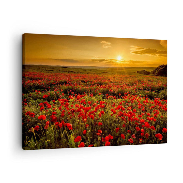 Bilder auf Leinwand Mohn Blume Wiese Leinwandbild mit Rahmen 70x50cm Wandbilder Dekoration Wohnzimme