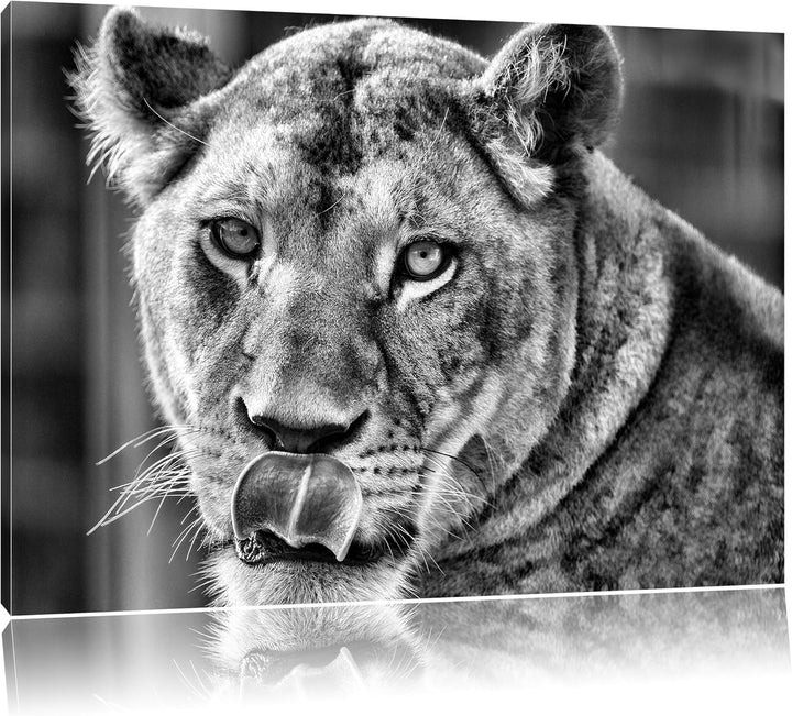 Monocrome, anmutige Löwin, Format: 100x70 auf Leinwand, XXL riesige Bilder fertig gerahmt mit Keilra