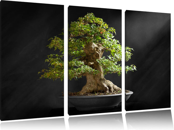 Pixxprint Kleiner Bonsaibaum / 3-Teilig/Gesamtmass 120cm Leinwandbild bespannt auf Holzrahmen/Wandbi