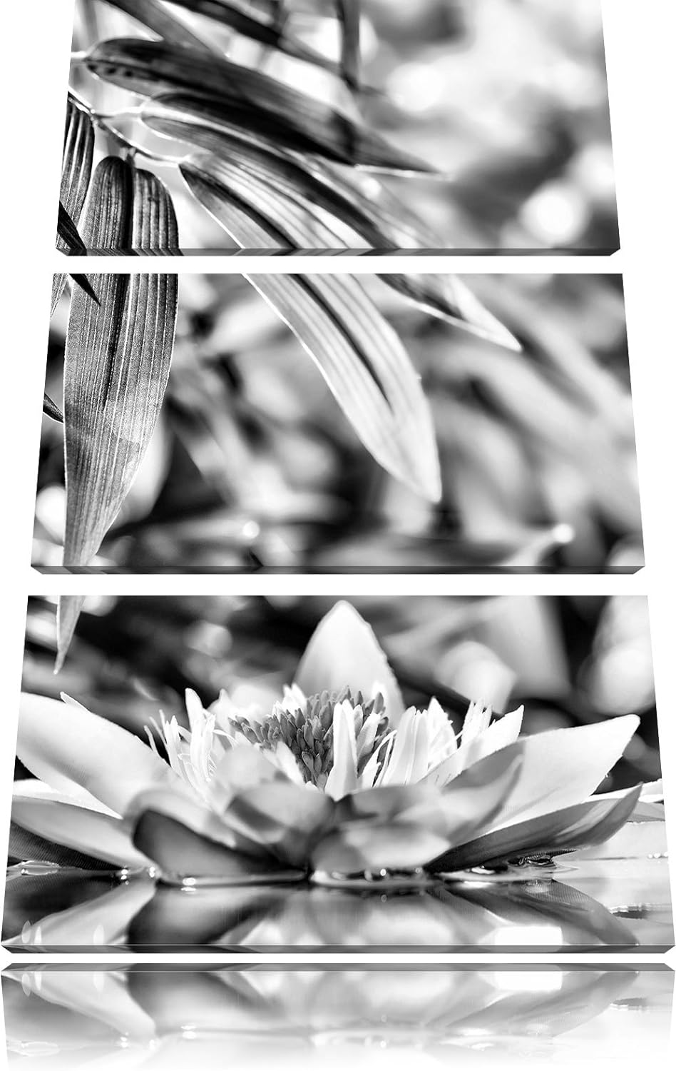 Pixxprint Weisse Seerose im Wasser Wellness als Leinwandbild/Grösse: 3 Teilig (120x80) cm/Wandbild/K
