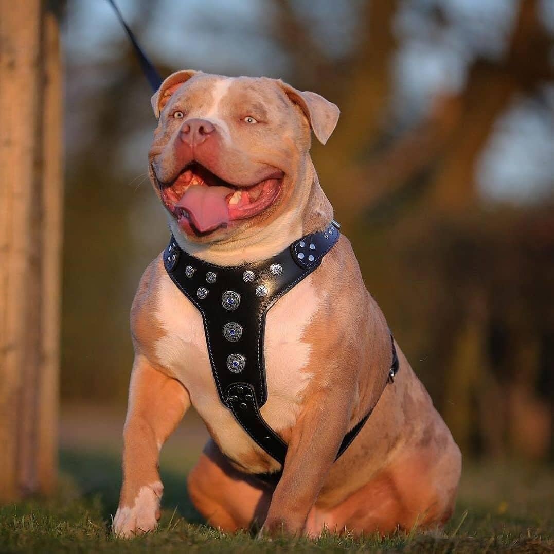 Bestia Bijou Hundegeschirr aus echtem Leder mit Nieten für mittelgrosse bis grosse Rassen 95 -145 cm