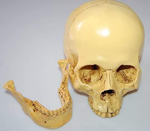 Realistischer, geteilter Totenkopf, zum Sammeln