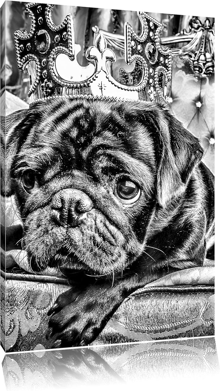 Pixxprint Süsser Mops auf dem Thron als Leinwandbild/Grösse: 100x70 / Wandbild/Kunstdruck/fertig bes