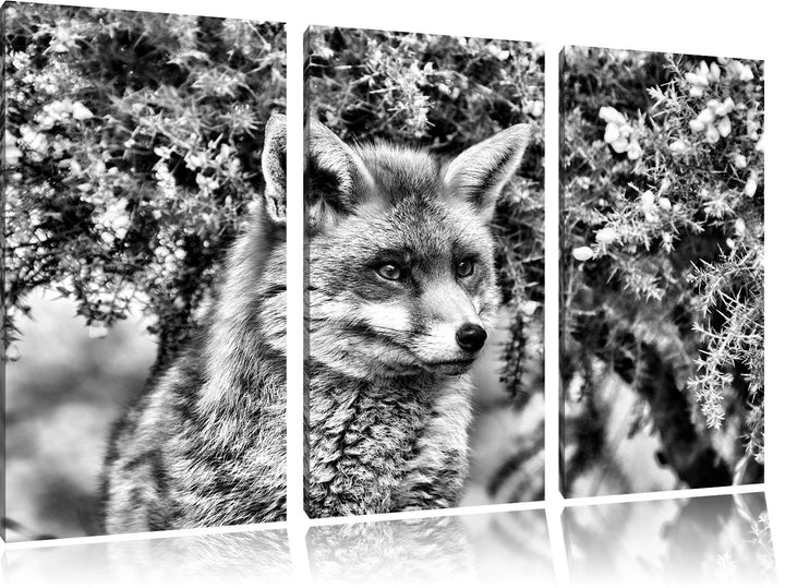 Pixxprint aufschauender Fuchs als Leinwandbild/Grösse: 3 Teilig (120x80) cm/Wandbild/Kunstdruck/fert