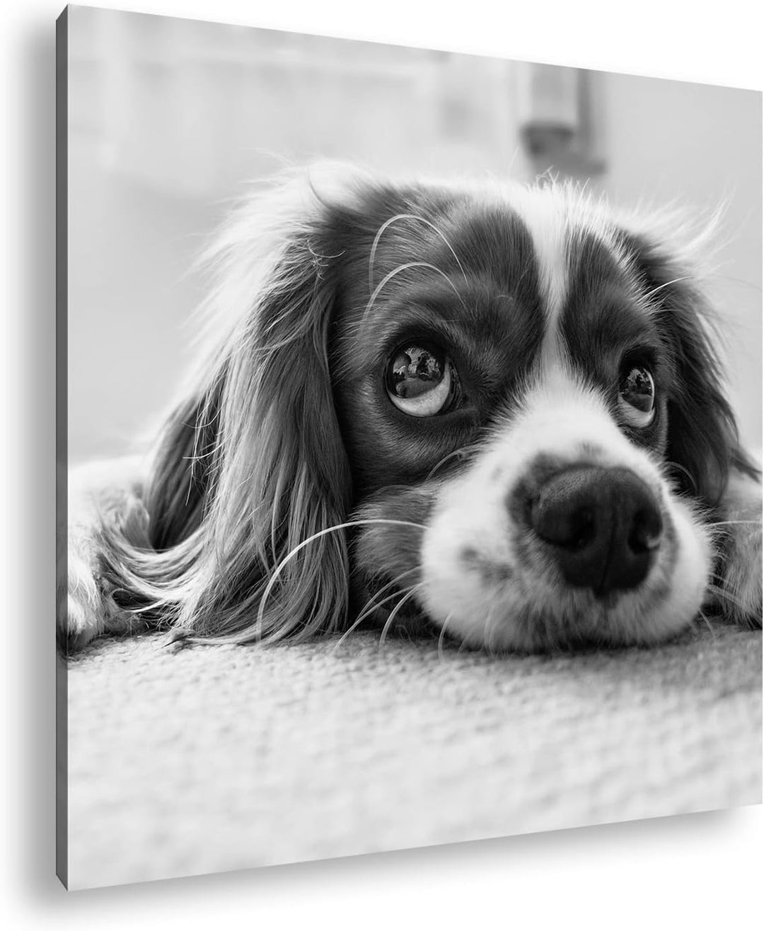 zauberhafter Cocker Spaniel Effekt: Schwarz&Weiss Format: 60x60 als Leinwandbild, Motiv fertig gerah