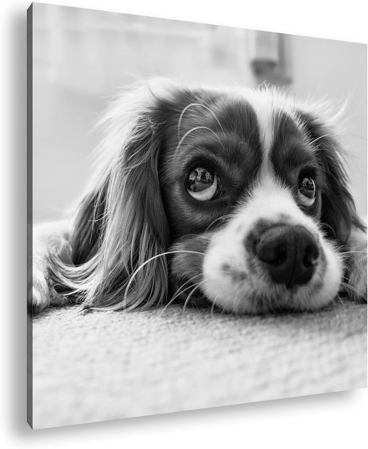 zauberhafter Cocker Spaniel Effekt: Schwarz&Weiss Format: 60x60 als Leinwandbild, Motiv fertig gerah
