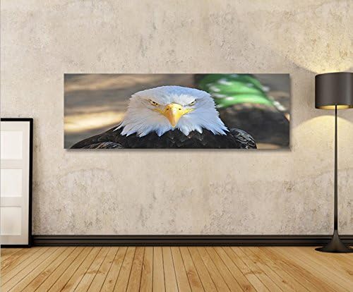 islandburner Bild Bilder auf Leinwand Adler Weisskopfseeadler USA Symbol Panorama XXL Poster Leinwan