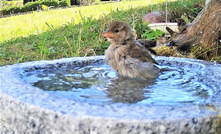 Gebrüder Lomprich Vogelbad aus Granit (mit 2 Vögele am Rand sitzend), mit 2 Vögele am Rand sitzend