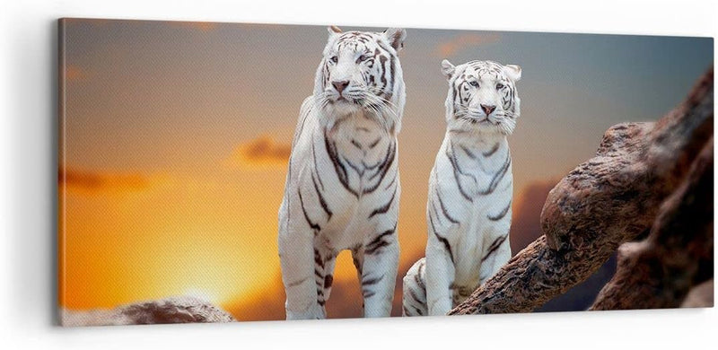 Panorama Bilder auf Leinwand 100x40cm Leinwandbild Tiger weiss Rock Sonnenuntergang Gross Wanddeko B