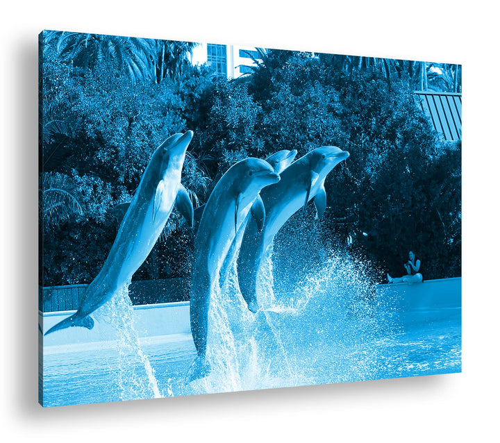 deyoli springende Delphine im Zoo Format 80x60 Effekt: Monocrome Blau als Leinwandbild, Motiv fertig