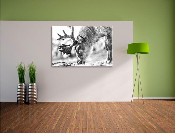 Pixxprint süsses Rentier beim Essen Kunst B&W als Leinwandbild/Grösse: 100x70 cm/Wandbild/Kunstdruck