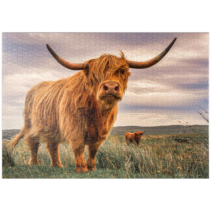 Highland Kühe an der Nordküste Schottlands - Premium 1000 Teile Puzzle - MyPuzzle Sonderkollektion v