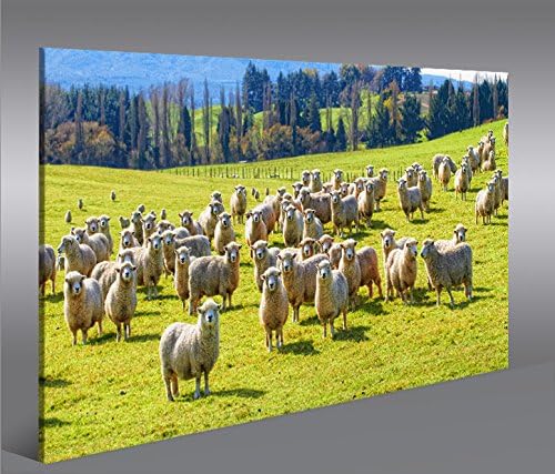 islandburner Bild Bilder auf Leinwand Schafherde Schafe auf Wiese 1p XXL Poster Leinwandbild Wandbil