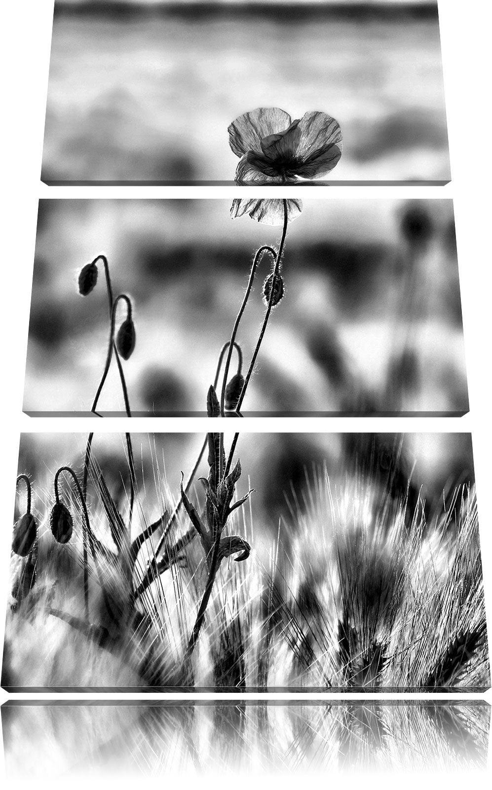 Pixxprint Blumen im Feld Tulpen als Leinwandbild/Grösse: 3 Teilig (120x80) cm/Wandbild/Kunstdruck/fe