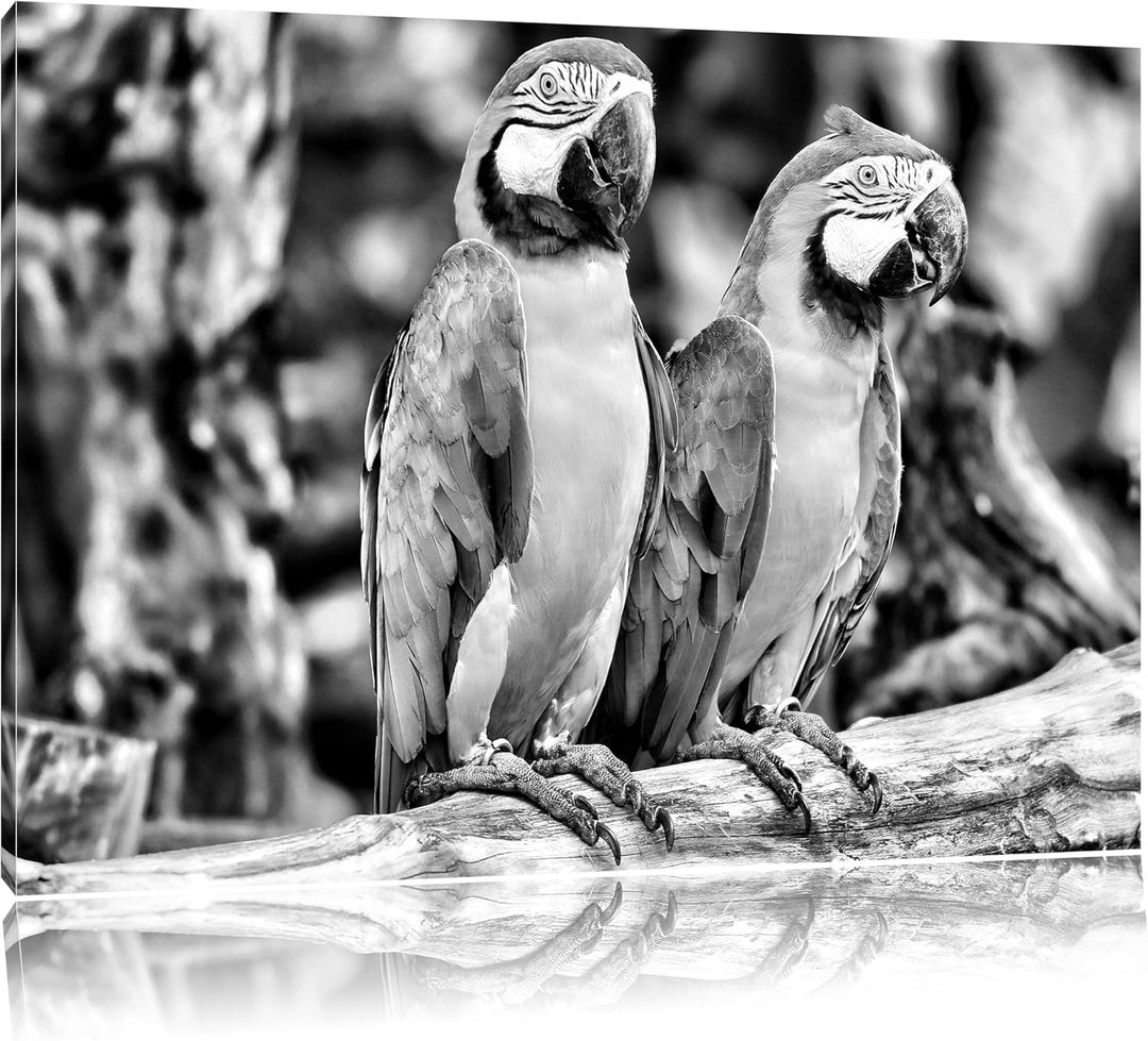Monocrome, Zwei Papageien, Format: 100x70 auf Leinwand, XXL riesige Bilder fertig gerahmt mit Keilra