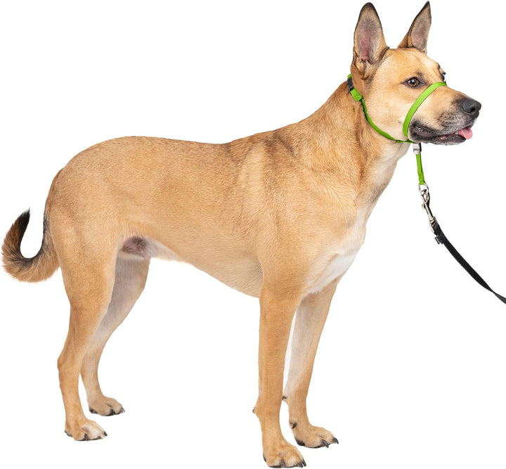 PetSafe Sanfter Führer Halsband mit Trainings-DVD apfelgrün Medium 25-60 Lb., apfelgrün Medium 25-60