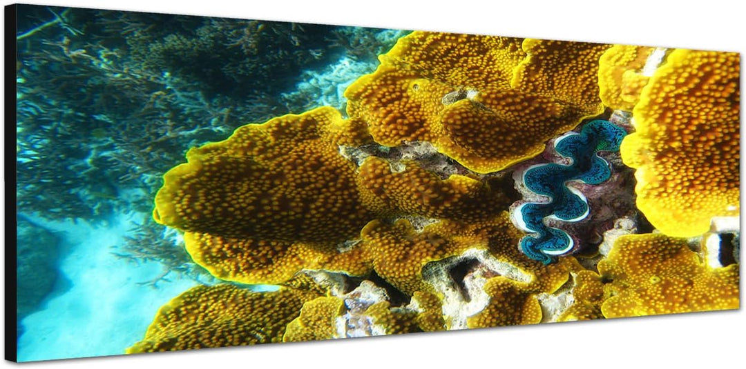 Paul Sinus Art Panoramabild auf Leinwand und Keilrahmen 120x40cm Australien Ozean Korallenriff Unter
