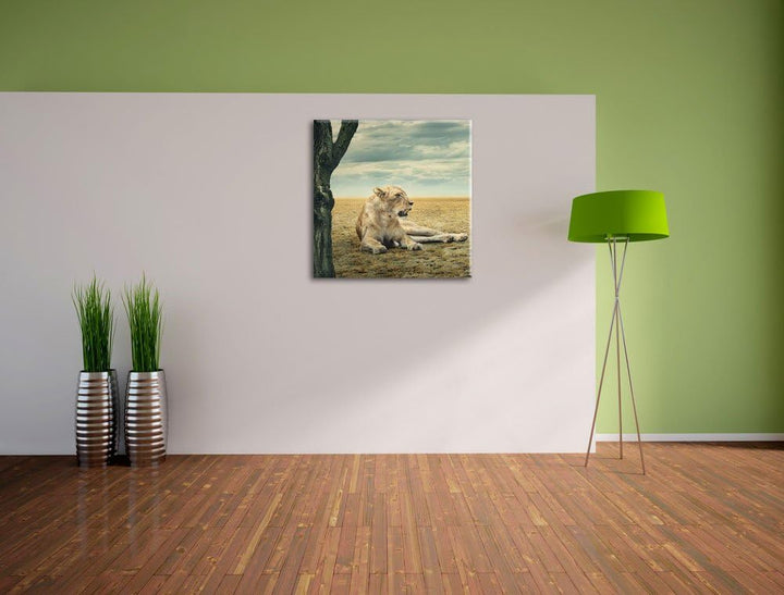 Löwin Ruhe Savanne, Format: 70x70 auf Leinwand, XXL riesige Bilder fertig gerahmt mit Keilrahmen, Ku