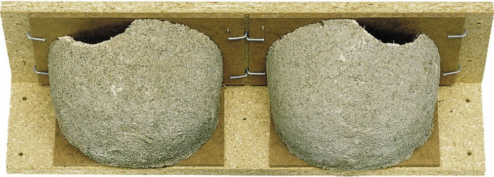 E307593 Mehlschwalben-Doppelnest