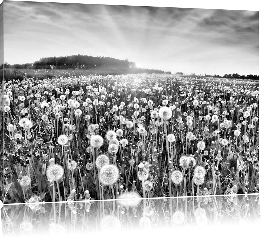 Pixxprint Pusteblumenwiese / 100x70cm Leinwandbild bespannt auf Holzrahmen/Wandbild Kunstdruck Dekor