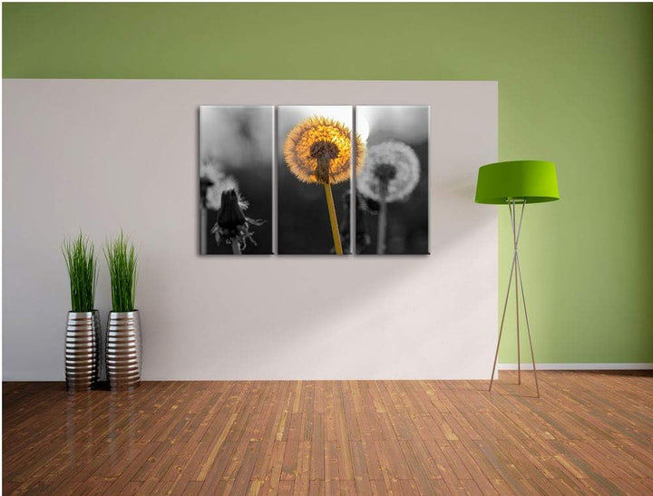 schöne Pusteblumen beim Sonnenuntergang schwarz/weiss 3-Teiler Leinwandbild 120x80 Bild auf Leinwand