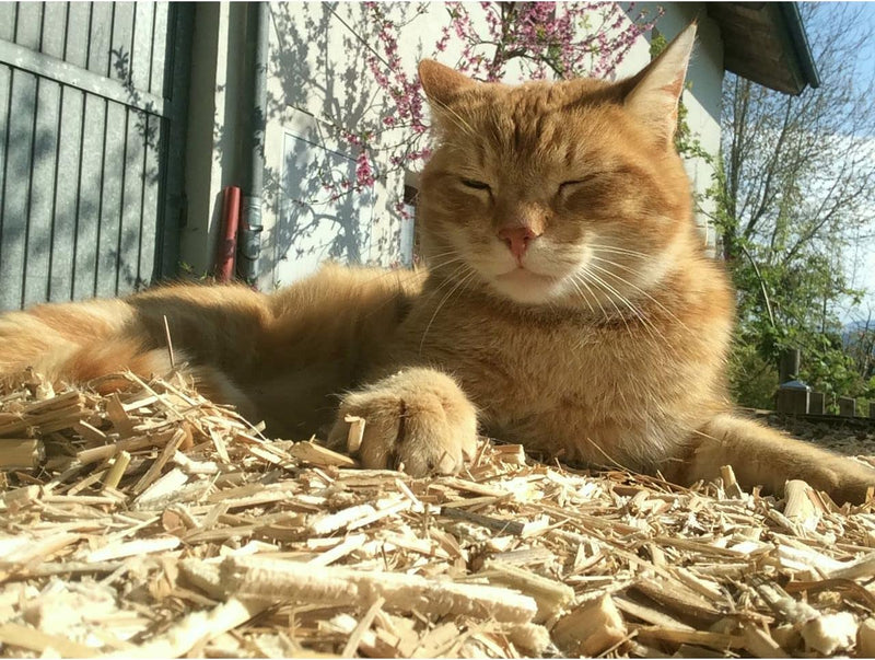 Kleintier-Einstreu Häckselgut Häcksel aus Miscanthus/Elefantengras für Hasen Kaninchen Maus Vogel Me